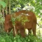 Elefante que se separó de la manada que viaja por China regresa a la reserva china, elefante, manada,