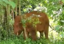 china, elefante, manada,
