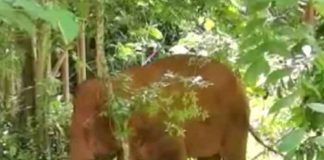china, elefante, manada,