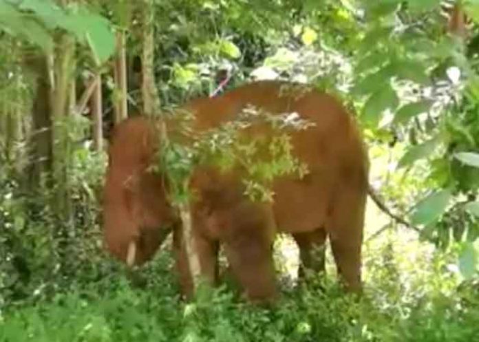 elefante china, elefante, manada,