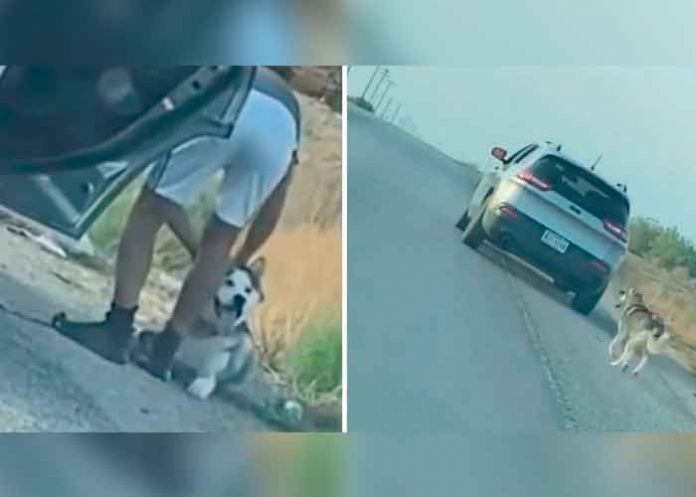 estados-unidos ¡Sin corazón! Perrito es abandonada por su dueño en una carretera de Texas