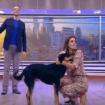 Un perro irrumpe en set de televisión durante programa en vivo en Chile chile, set de television, perrito,