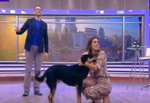 Un perro irrumpe en set de televisión durante programa en vivo en Chile chile, set de television, perrito,