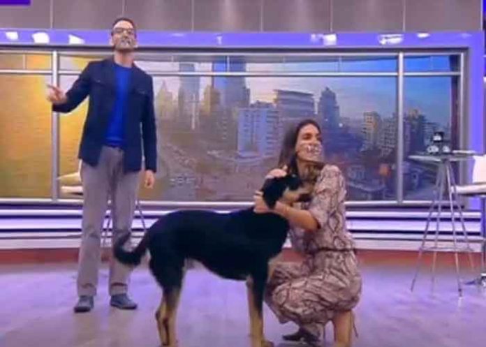 chile, set de television, perrito,