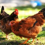 Foto: Médico recibe dos gallinas de agradecimiento por cirugía a ancianito / Referencia
