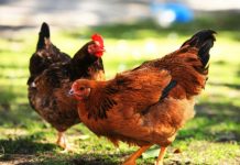 Médico recibe dos gallinas de agradecimiento por cirugía a ancianito Foto: Médico recibe dos gallinas de agradecimiento por cirugía a ancianito / Referencia