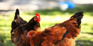 Foto: Médico recibe dos gallinas de agradecimiento por cirugía a ancianito / Referencia