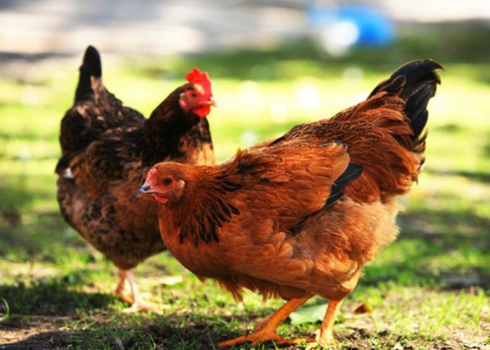 Foto: Médico recibe dos gallinas de agradecimiento por cirugía a ancianito / Referencia