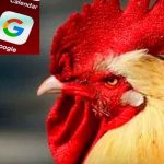 ¡Galloooo! Graciosa traducción de Google se vuelve viral ¿ya lo escuchaste? ¡Galloooo! Graciosa traducción de Google se vuelve viral ¿ya lo escuchaste?