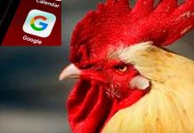 ¡Galloooo! Graciosa traducción de Google se vuelve viral ¿ya lo escuchaste?