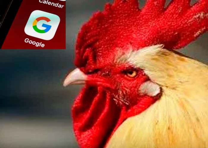 ¡Galloooo! Graciosa traducción de Google se vuelve viral ¿ya lo escuchaste?