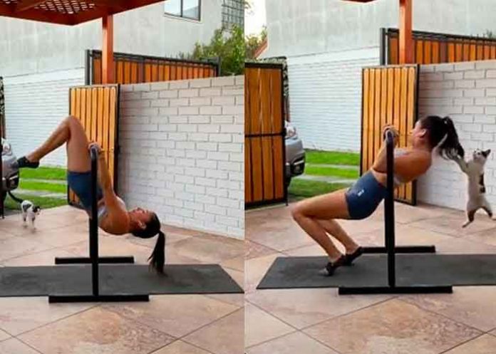 tendencias, gato, video, ejercicio,