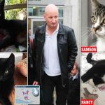 Reino Unido: Asesino en serie de gatos es condenado a prisión