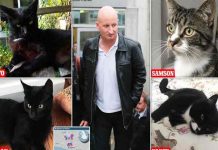 Reino Unido: Asesino en serie de gatos es condenado a prisión
