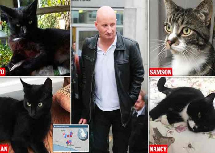 Reino Unido: Asesino en serie de gatos es condenado a prisión