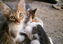 Prisión para mujer que rescataba gatos callejeros y los mataba de hambre Prisión para mujer que rescataba gatos callejeros y los mataba de hambre