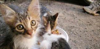 Prisión para mujer que rescataba gatos callejeros y los mataba de hambre