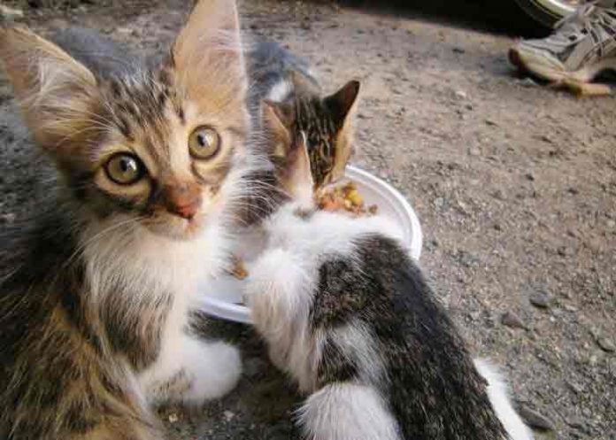 gatos-callejeros- Prisión para mujer que rescataba gatos callejeros y los mataba de hambre