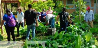 nicaragua, granada, platano,