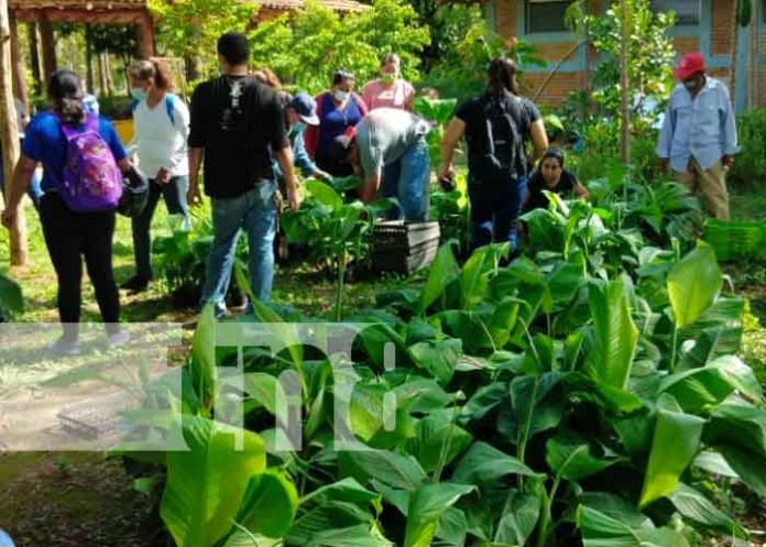 granada-2 nicaragua, granada, platano,