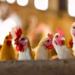 India confirma la primera muerte humana por gripe aviar Foto: India confirma la primera muerte humana por gripe aviar/Referencia