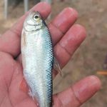 Honduras, lluvia de peces, fenomeno natural, pobladores