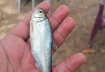 “Lluvia de peces” sorprende a pobladores en una comunidad de Honduras Honduras, lluvia de peces, fenomeno natural, pobladores