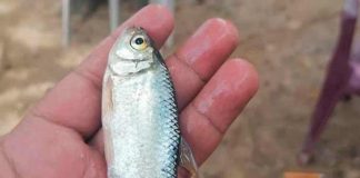 Honduras, lluvia de peces, fenomeno natural, pobladores