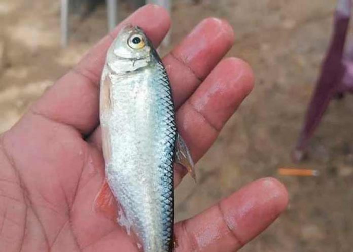 Honduras, lluvia de peces, fenomeno natural, pobladores
