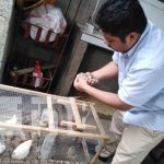 Huevos de Codorniz JCMar: emprendimiento que prospera en Managua Emprendimiento con huevos de codorniz en Managua