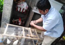Huevos de Codorniz JCMar: emprendimiento que prospera en Managua Emprendimiento con huevos de codorniz en Managua