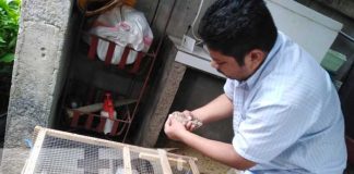 Emprendimiento con huevos de codorniz en Managua