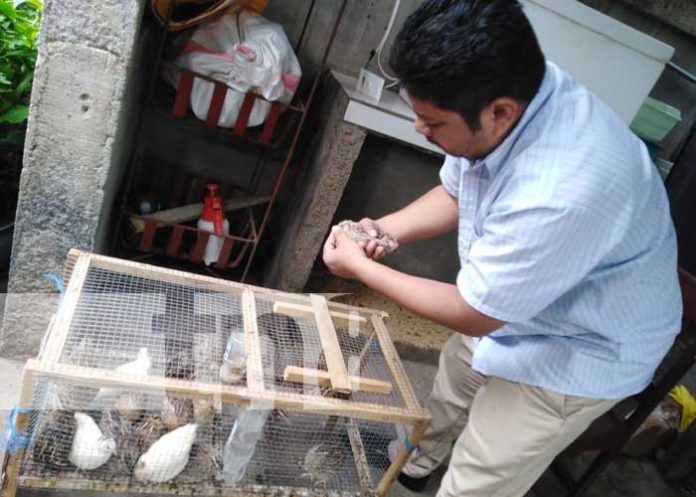 Emprendimiento con huevos de codorniz en Managua