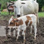 Exportaciones de Nicaragua en el rubro bovino sumarán más de 1 mil millones de dólares Ganado en Siuna, parte del programa de inseminación artificial