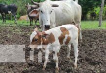 Exportaciones de Nicaragua en el rubro bovino sumarán más de 1 mil millones de dólares Ganado en Siuna, parte del programa de inseminación artificial