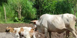 Ganado en Siuna, parte del programa de inseminación artificial