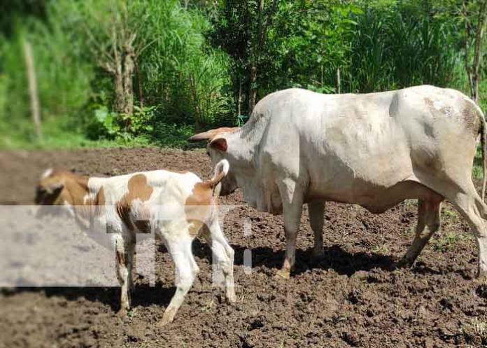 Ganado en Siuna, parte del programa de inseminación artificial