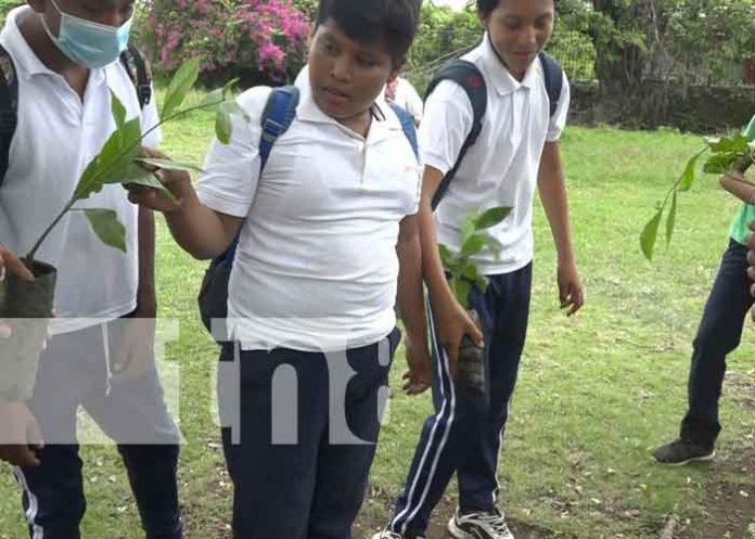 nicaragua, ometepe, reforestacion,