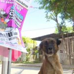 Vacunan contra la rabia en Managua al «mejor amigo del hombre»: el perro Vacunación contra la rubia en Managua, por el Día Mundial del Perro