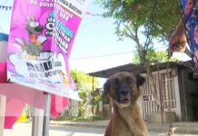 Vacunan contra la rabia en Managua al «mejor amigo del hombre»: el perro Vacunación contra la rubia en Managua, por el Día Mundial del Perro