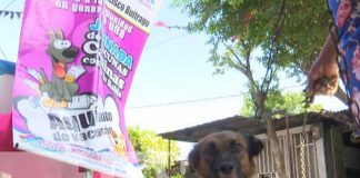 Vacunación contra la rubia en Managua, por el Día Mundial del Perro