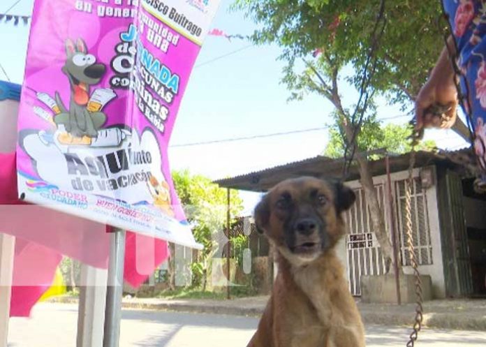Vacunación contra la rubia en Managua, por el Día Mundial del Perro