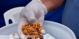 Nicaragua, masaya, Minsa, jornada de desratización