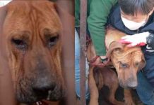 Perrito llora al ser rescatado de un matadero clandestino en Corea del Sur