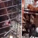 Los mercados húmedos llenos de animales vivos siguen proliferando en Asia Los mercados húmedos llenos de animales vivos siguen proliferando en Asia