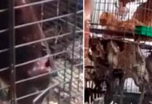 Los mercados húmedos llenos de animales vivos siguen proliferando en Asia