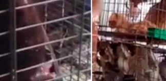 Los mercados húmedos llenos de animales vivos siguen proliferando en Asia