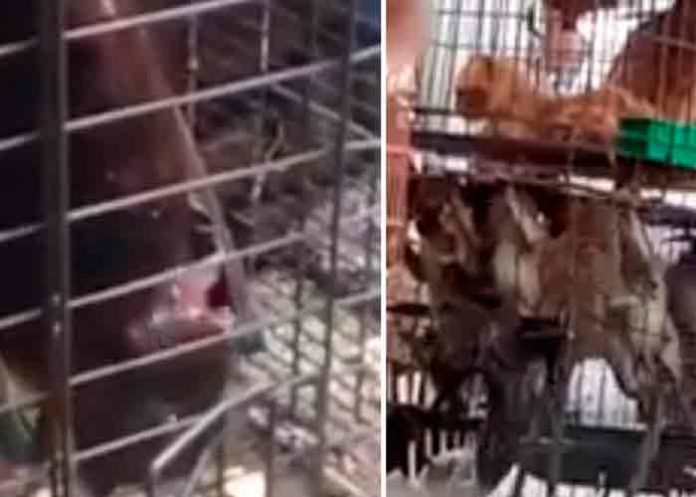 Los mercados húmedos llenos de animales vivos siguen proliferando en Asia
