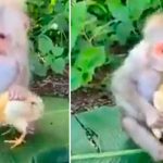 Hombre capta a mono besando a pollito por esta razón (VIDEO) video, mono, pollo, viral