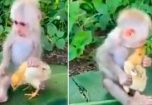 Hombre capta a mono besando a pollito por esta razón (VIDEO) video, mono, pollo, viral